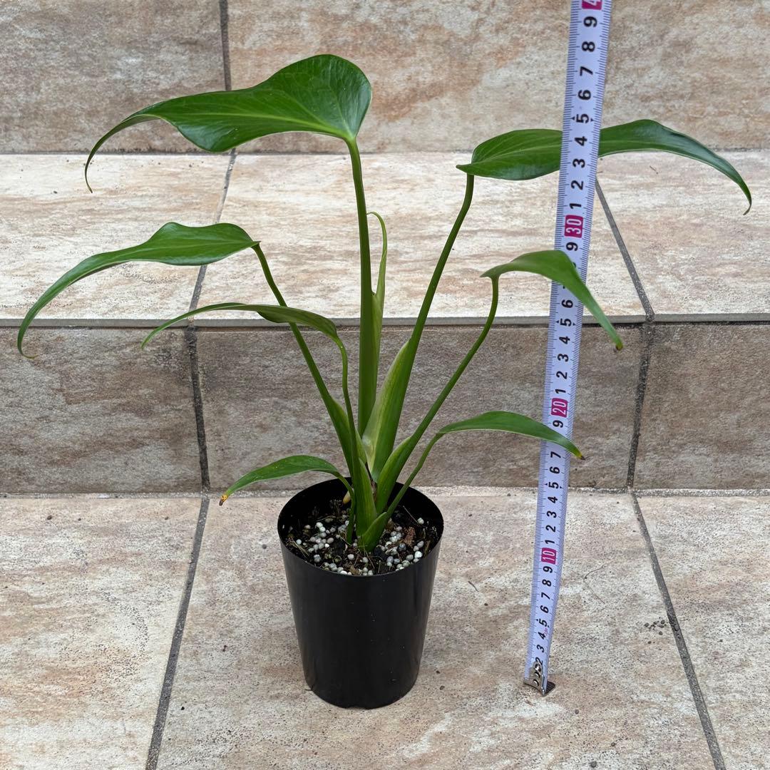 モンステラ　バールマルクスフレーム　約3号鉢　No.089　鉢、送料込