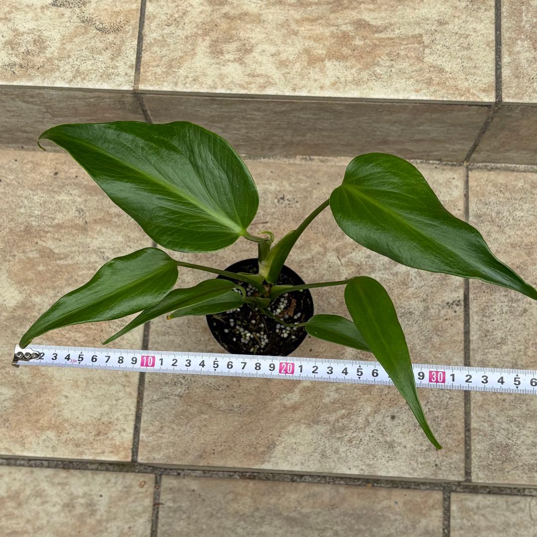 モンステラ　バールマルクスフレーム　約3号鉢　No.089　鉢、送料込