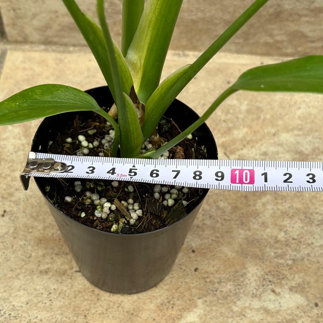 モンステラ　バールマルクスフレーム　約3号鉢　No.089　鉢、送料込