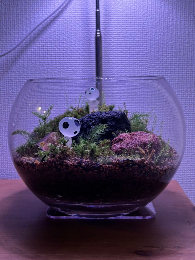 苔玉・苔 インテリア装飾