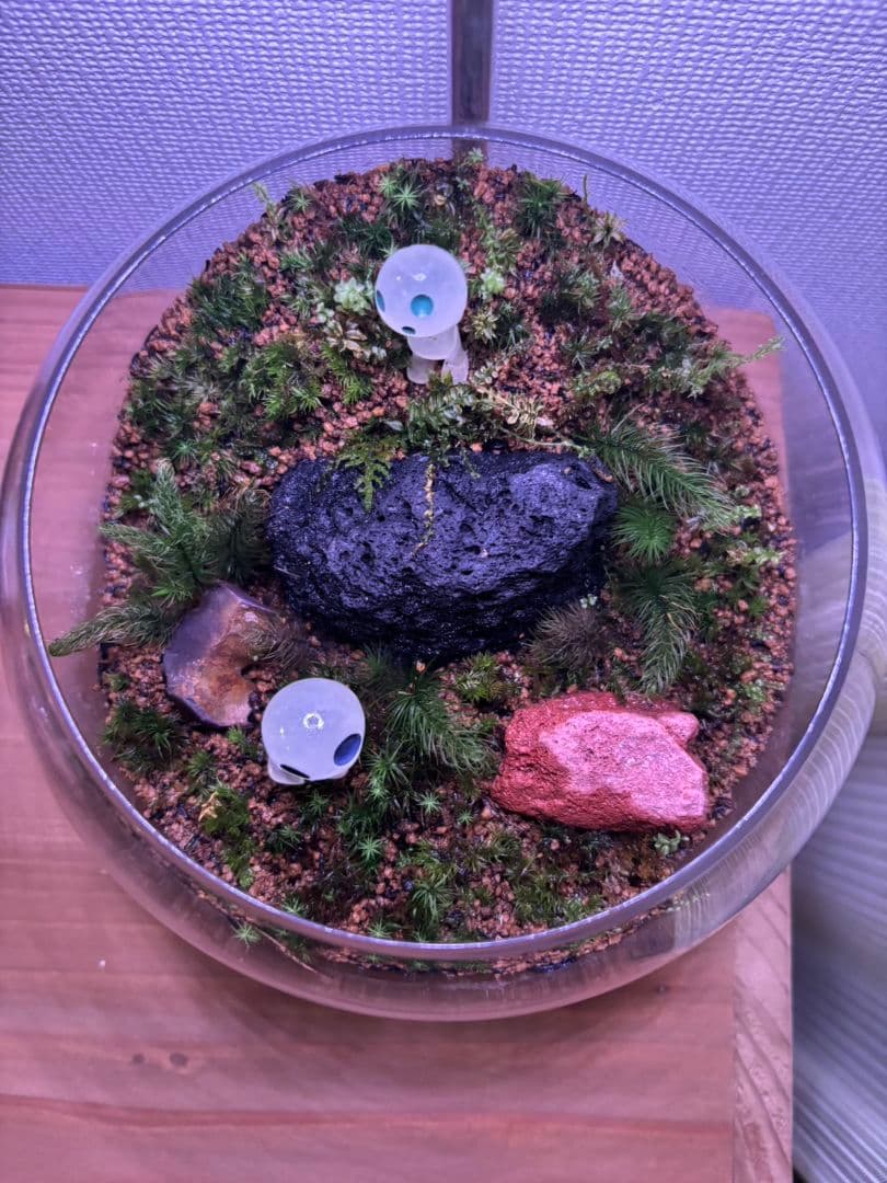 苔玉・苔 インテリア装飾