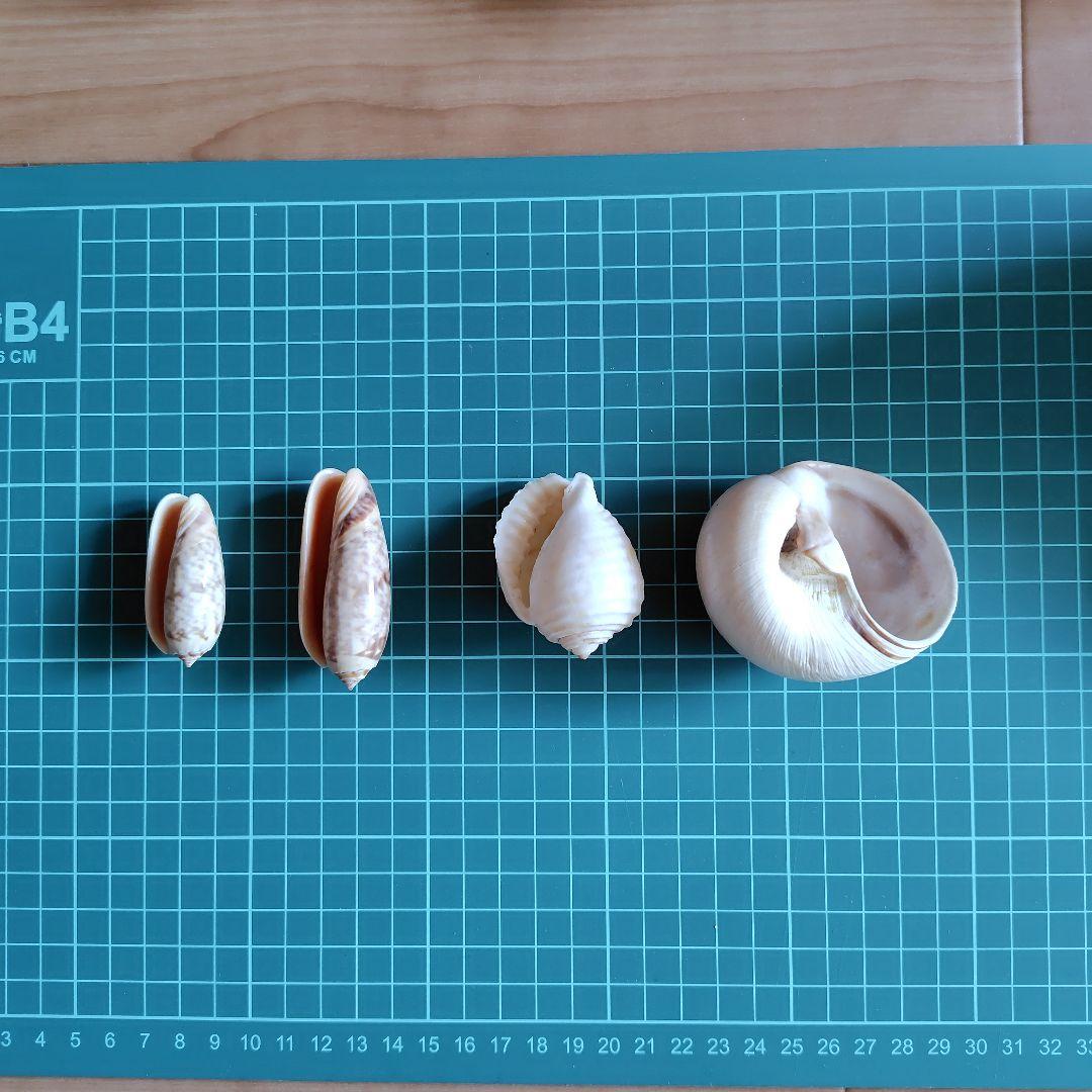 貝殻いろいろ 法螺貝 オウムガイ タカラガイ ホネガイ 巻貝 ツメタガイ他