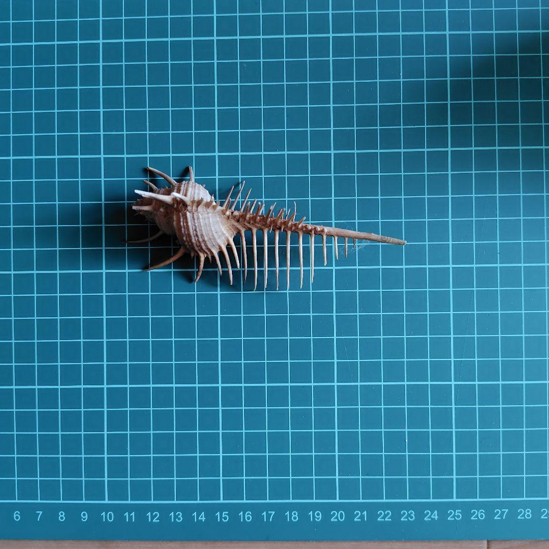 貝殻いろいろ 法螺貝 オウムガイ タカラガイ ホネガイ 巻貝 ツメタガイ他