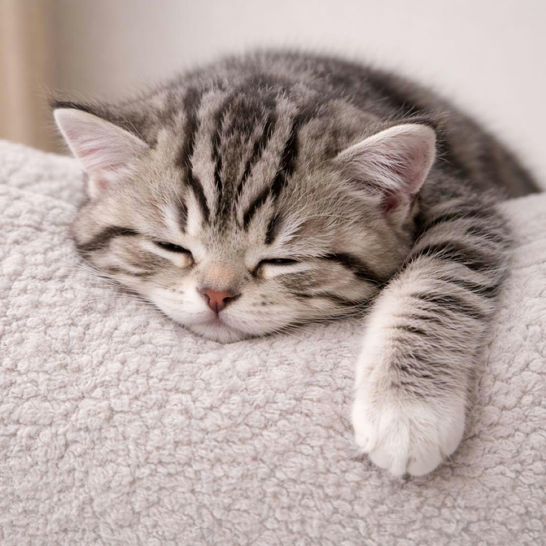 もふもふねこちゃんパネル生地　ハンドメイド