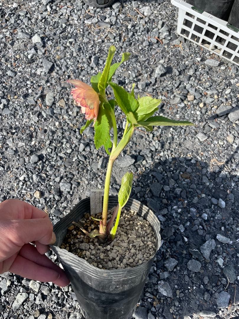 26-185 ゴールドフラッシュ交配 加藤農園 クリスマスローズ