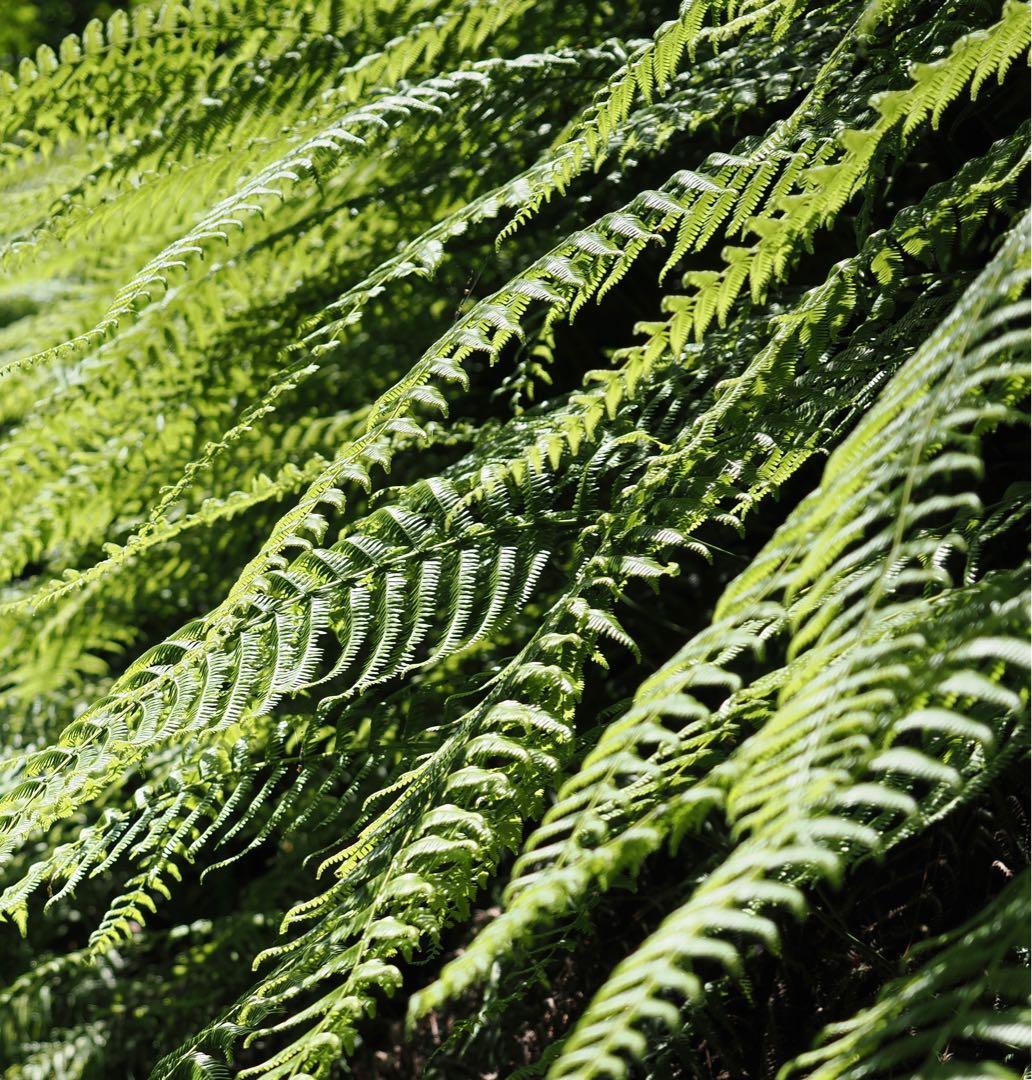 OLYMPUS 12-40mm f/2.8 PRO ズームレンズ