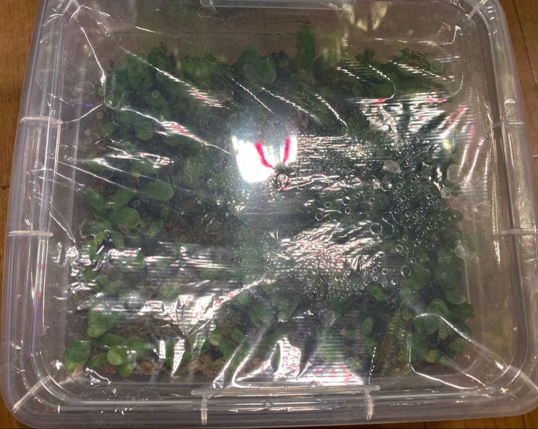 銀*ん様 ビカクシダ　胞子培養　タッパーごと