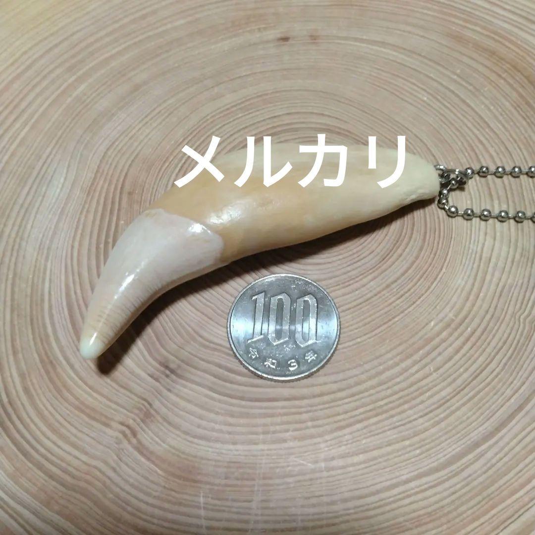 熊牙キーホルダー（ 約８cm ）　ヒグマの牙　ヒグマ　羆　　魔除け　災難除け