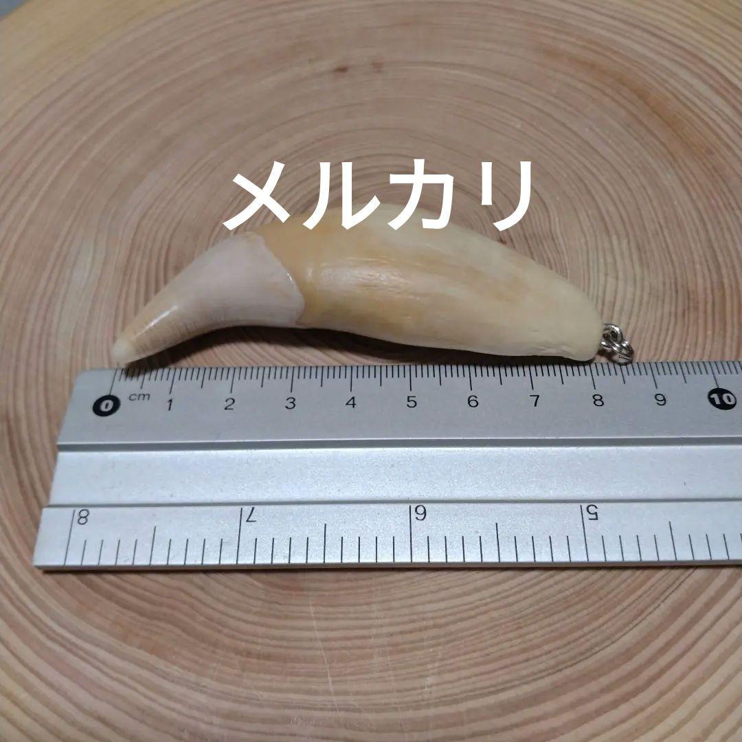 熊牙キーホルダー（ 約８cm ）　ヒグマの牙　ヒグマ　羆　　魔除け　災難除け