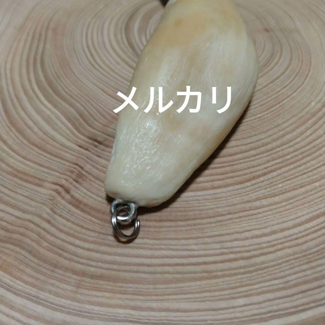 熊牙キーホルダー（ 約８cm ）　ヒグマの牙　ヒグマ　羆　　魔除け　災難除け