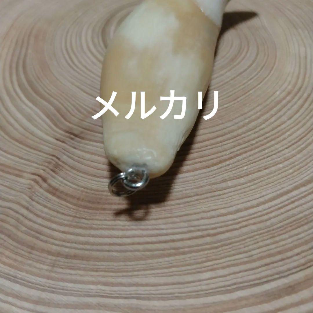 熊牙キーホルダー（ 約８cm ）　ヒグマの牙　ヒグマ　羆　　魔除け　災難除け