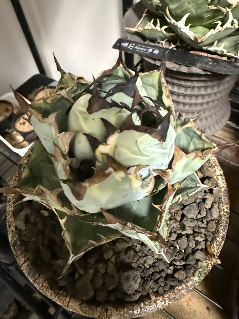 アガベ　チタノタBLUEDIAMOND