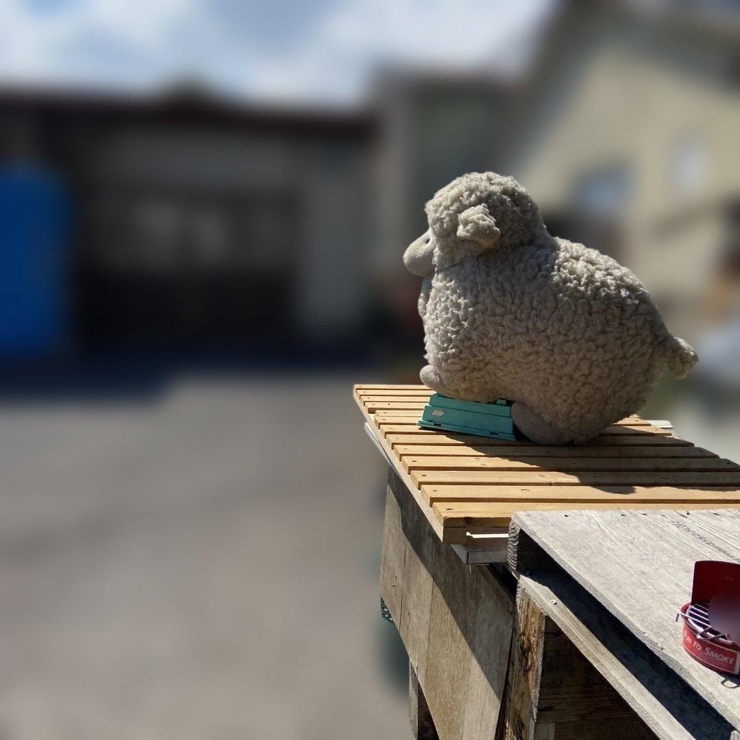 羊の、ぬいぐるみ