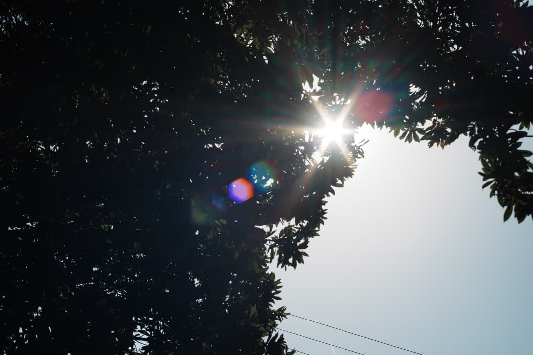 【極美品】Carl Zeiss Planar 50mm F1.4 AEJ 881