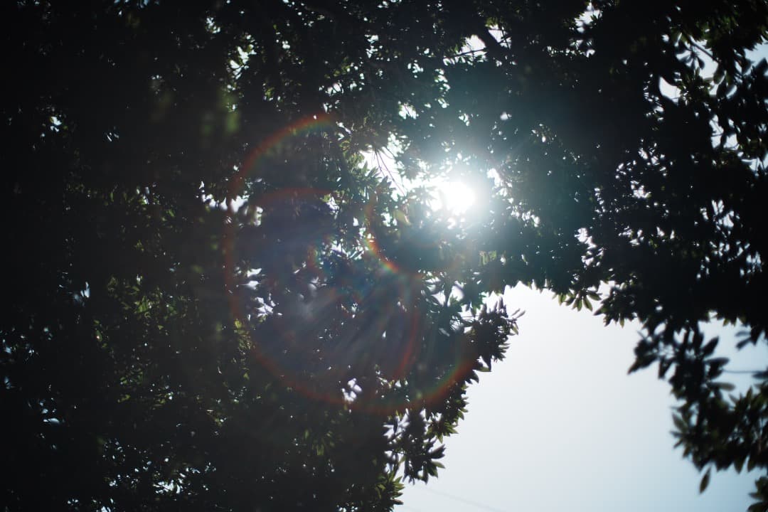 【極美品】Carl Zeiss Planar 50mm F1.4 AEJ 881