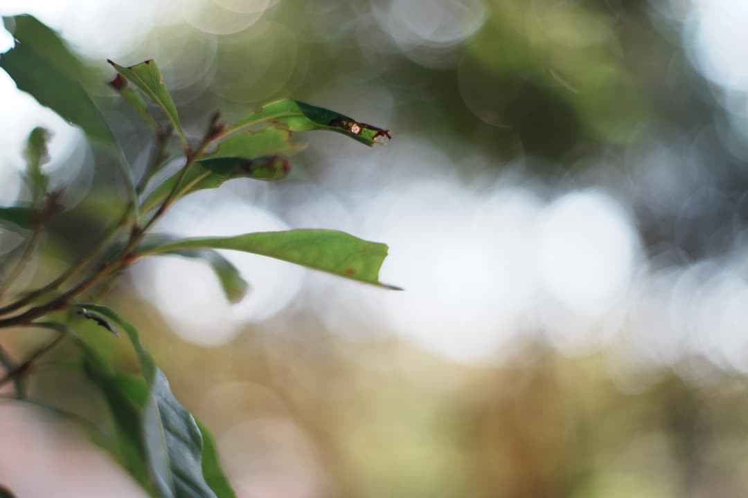 【極美品】Carl Zeiss Planar 50mm F1.4 AEJ 881