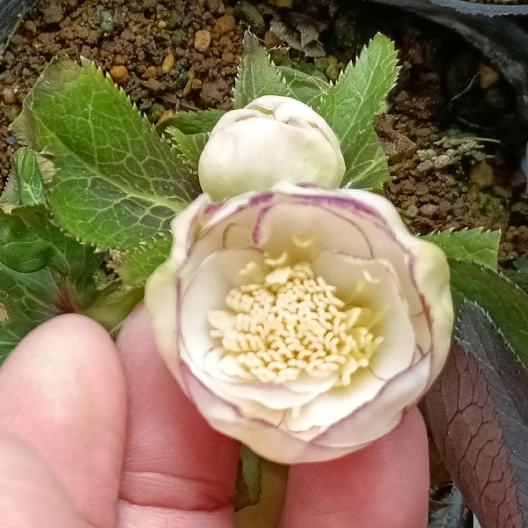 KinaRi　本人以外　イイネ閲覧✕