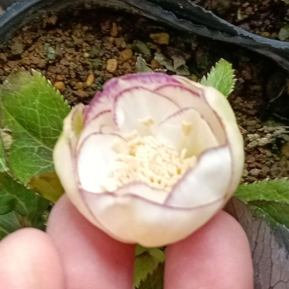 KinaRi　本人以外　イイネ閲覧✕