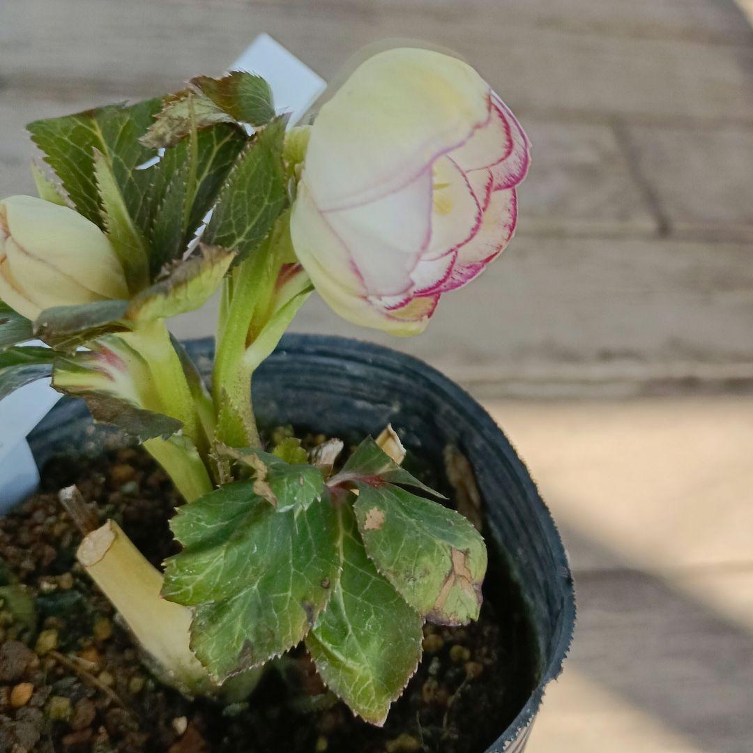 KinaRi　本人以外　イイネ閲覧✕