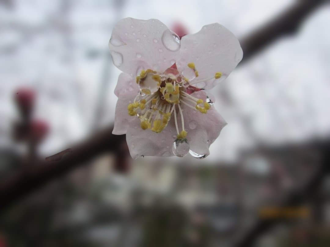 Canon IXY 600F Purple 完品 動作確認済み フルセット