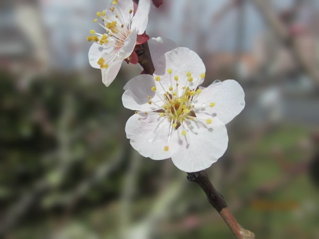Canon IXY 600F Purple 完品 動作確認済み フルセット