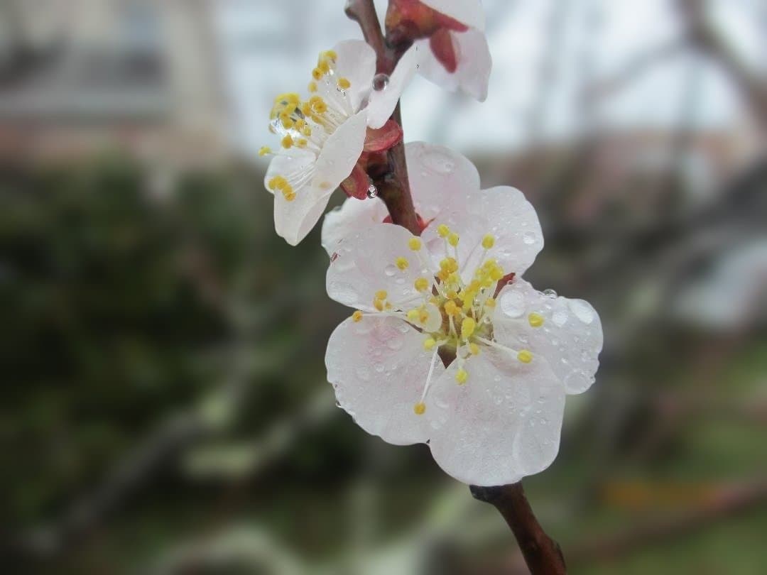 Canon IXY 600F Purple 完品 動作確認済み フルセット