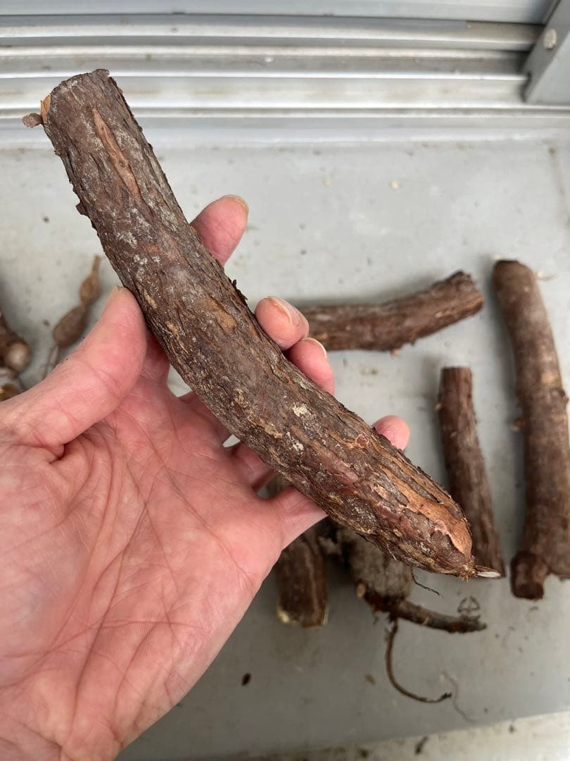 早い者勝ち 大量 パキプス パワータンク 根挿し オペルクリカリアパキプス