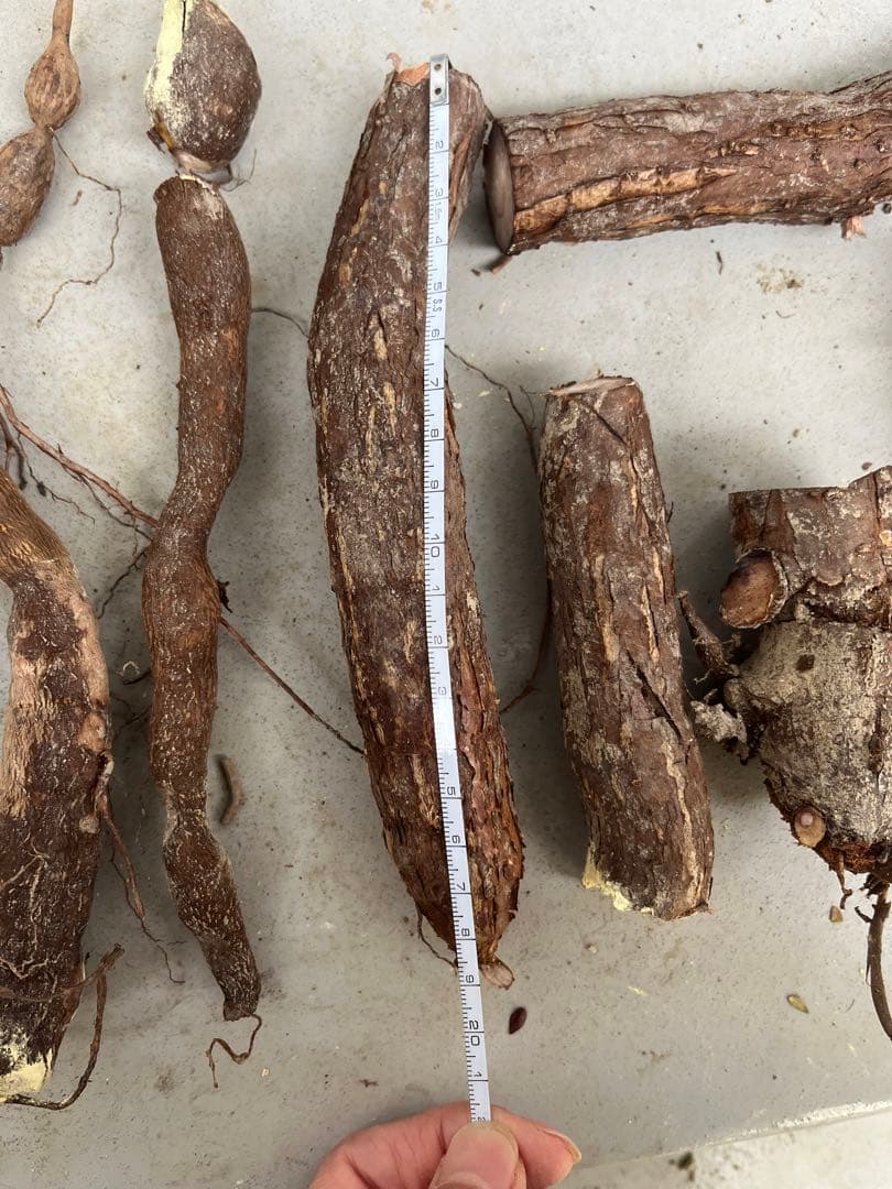 早い者勝ち 大量 パキプス パワータンク 根挿し オペルクリカリアパキプス