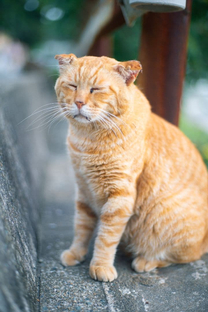 Carl Zeiss Planar 1.7/50 レンズ