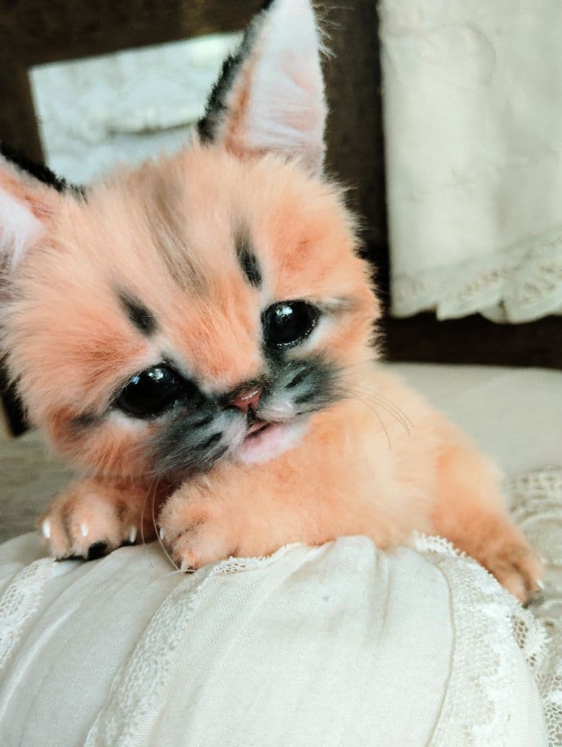 ネコ科赤ちゃんシリーズ❤カラカルベビー♡お口開閉♡アートドール♡ぬいぐるみ♡