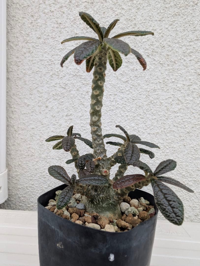 ドルステニア　ギガス　実生　多分岐タイプ