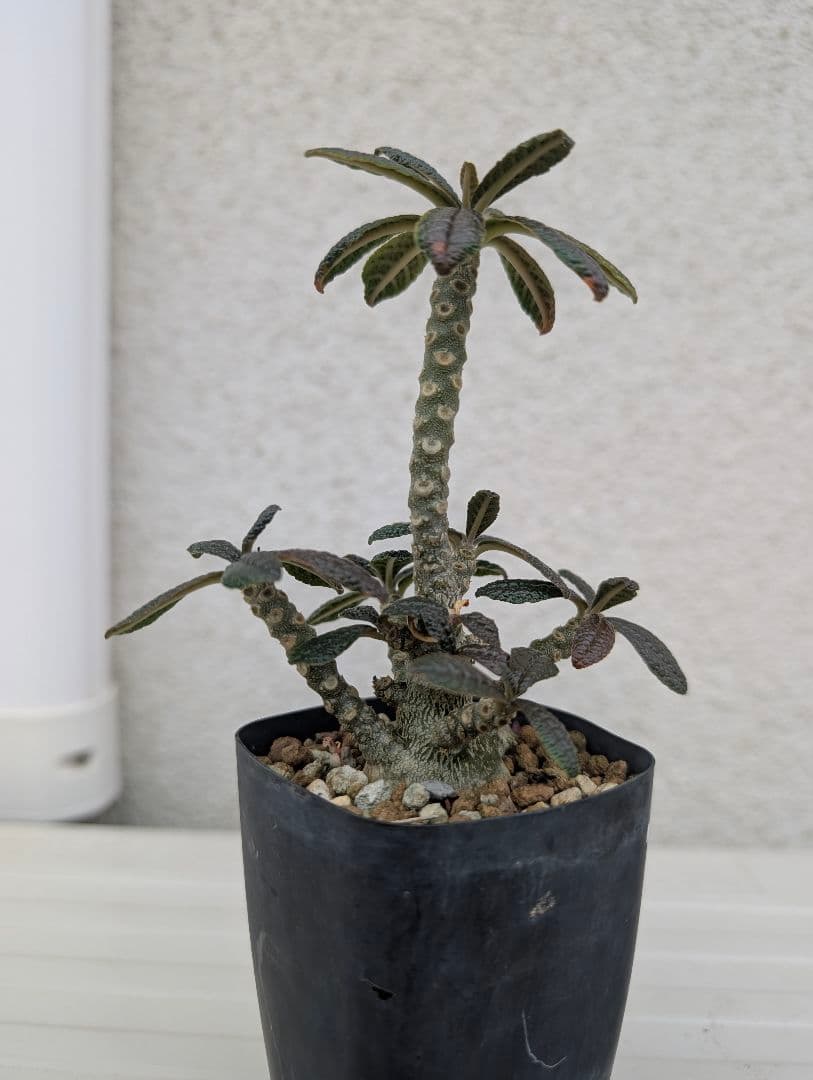 ドルステニア　ギガス　実生　多分岐タイプ