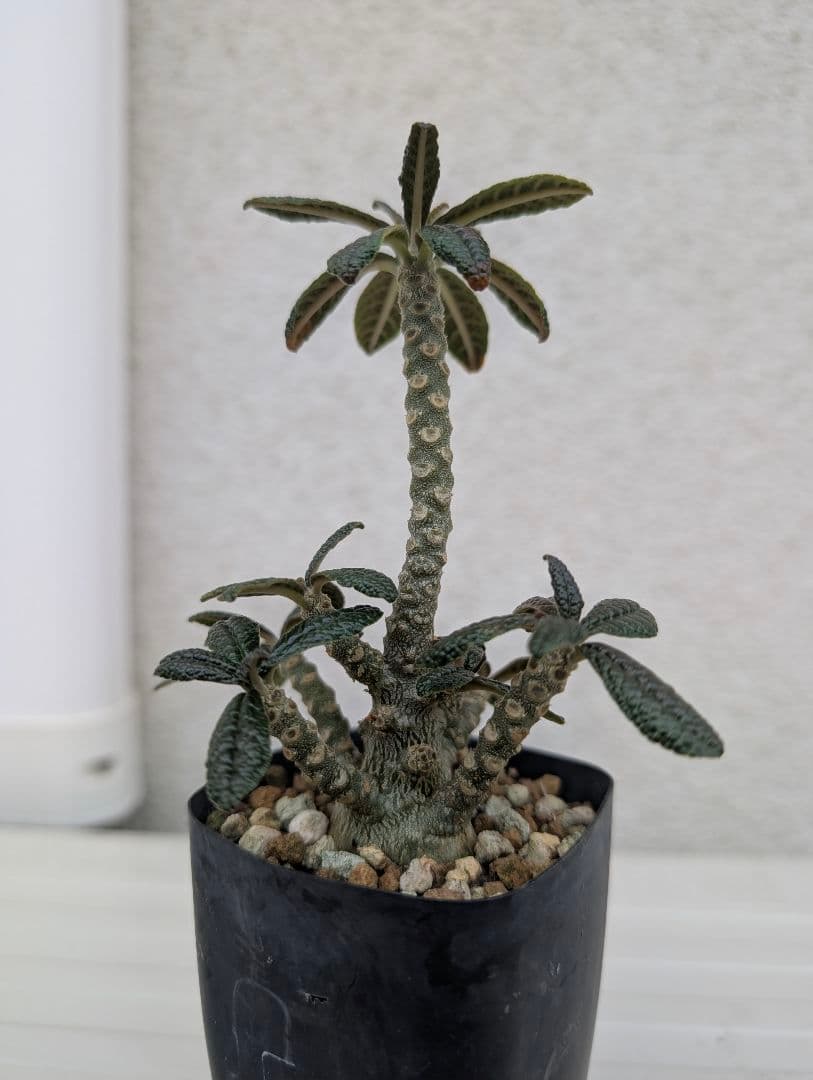 ドルステニア　ギガス　実生　多分岐タイプ