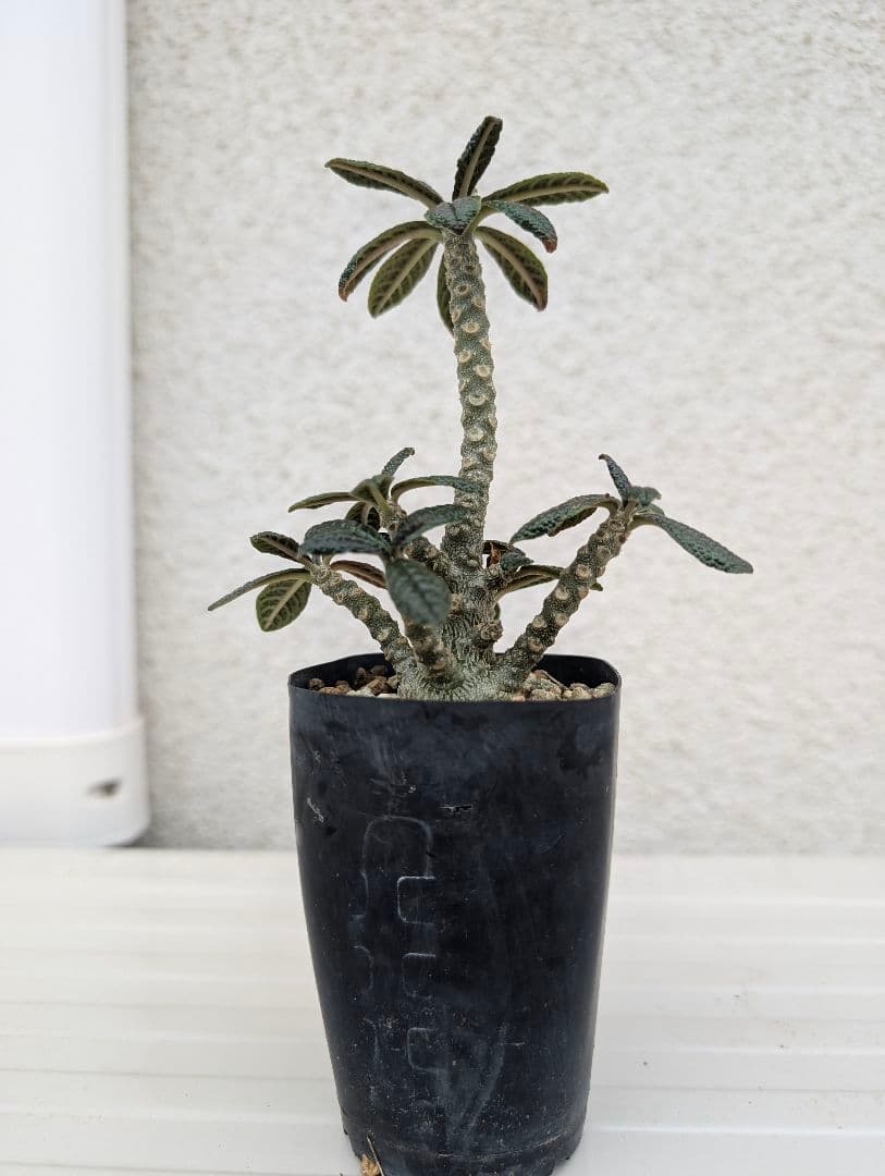 ドルステニア　ギガス　実生　多分岐タイプ