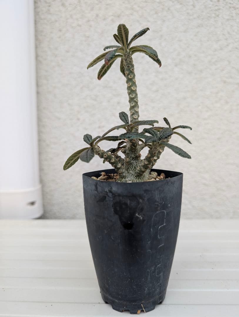 ドルステニア　ギガス　実生　多分岐タイプ