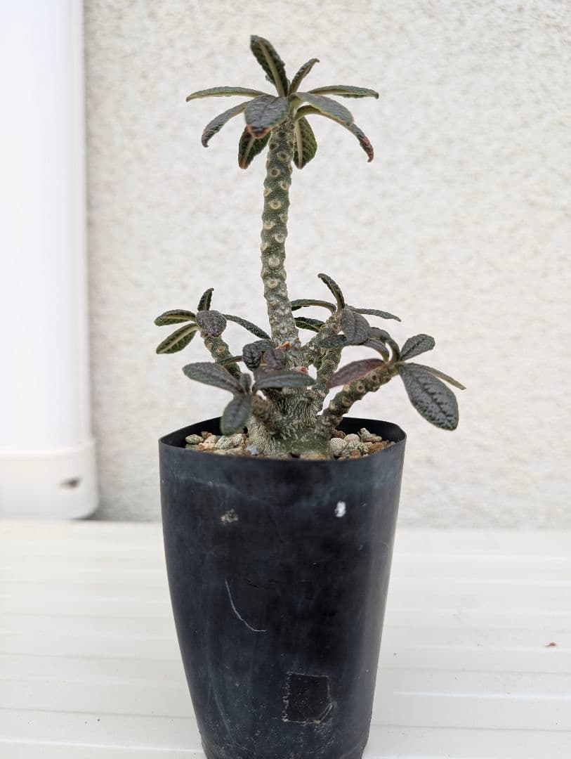 ドルステニア　ギガス　実生　多分岐タイプ