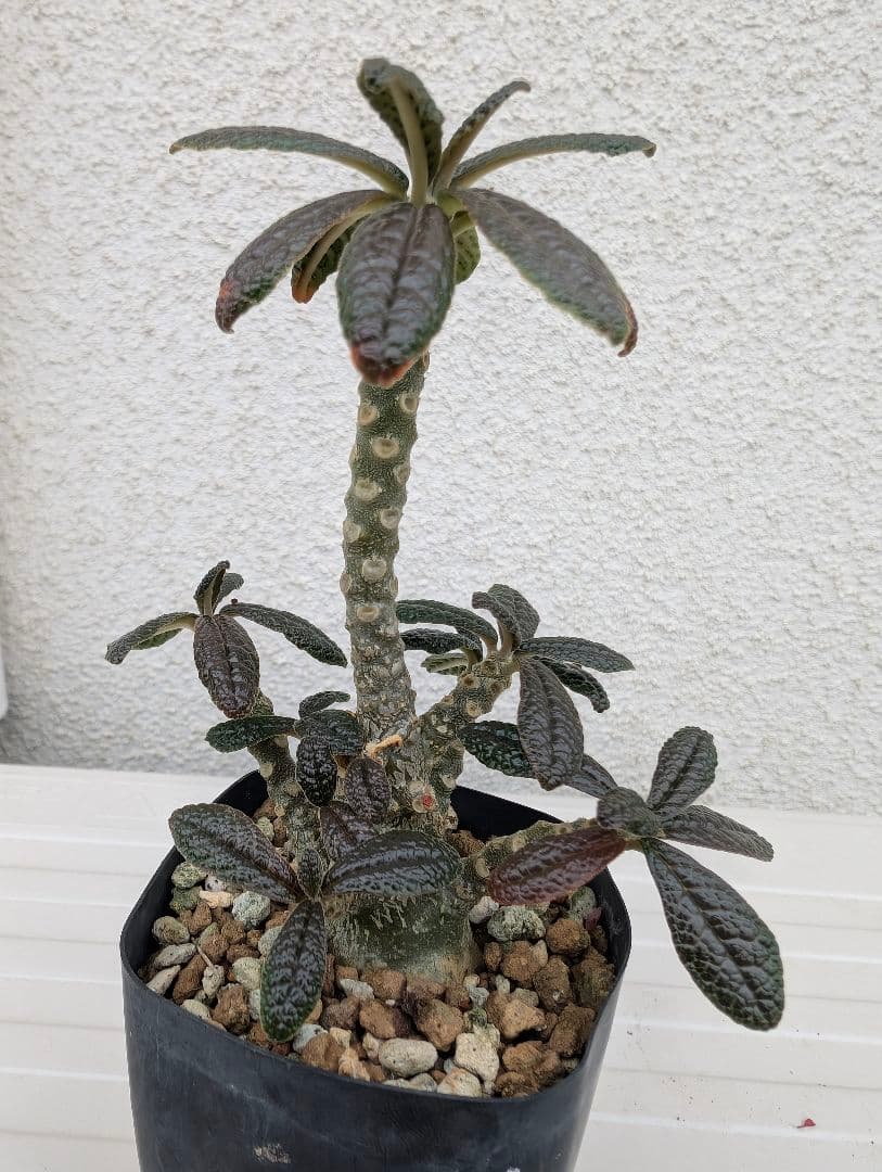 ドルステニア　ギガス　実生　多分岐タイプ