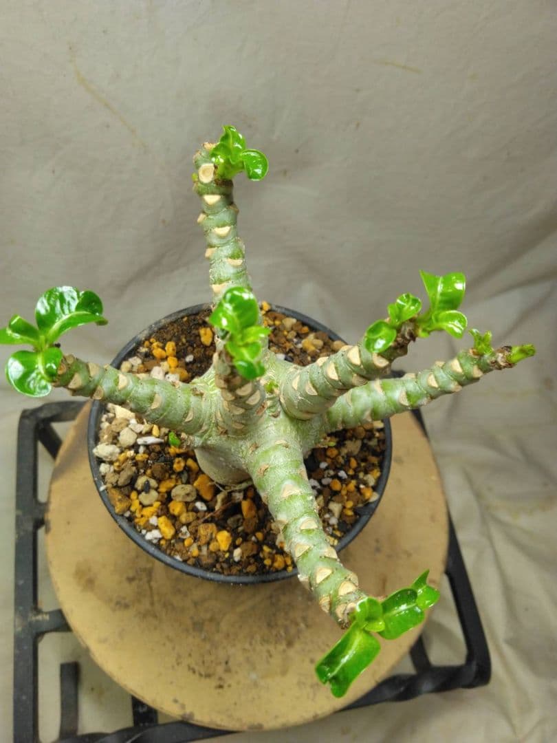 Lien様メデューサRNL76他計4本