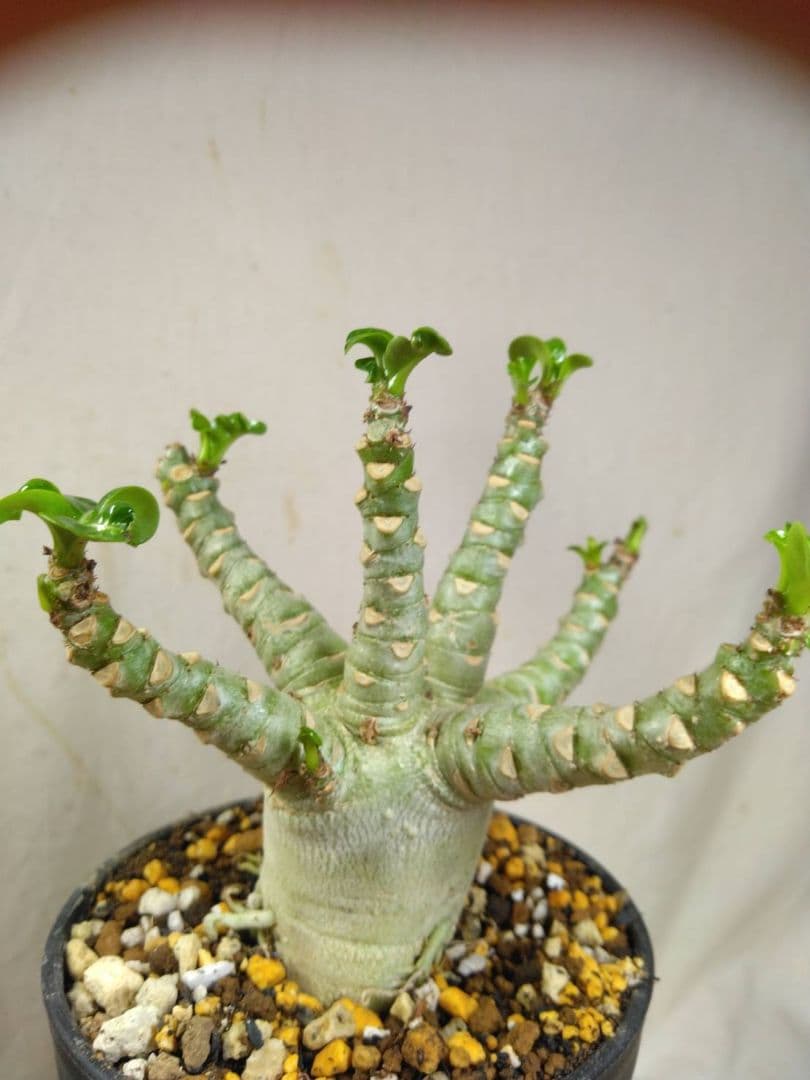 Lien様メデューサRNL76他計4本