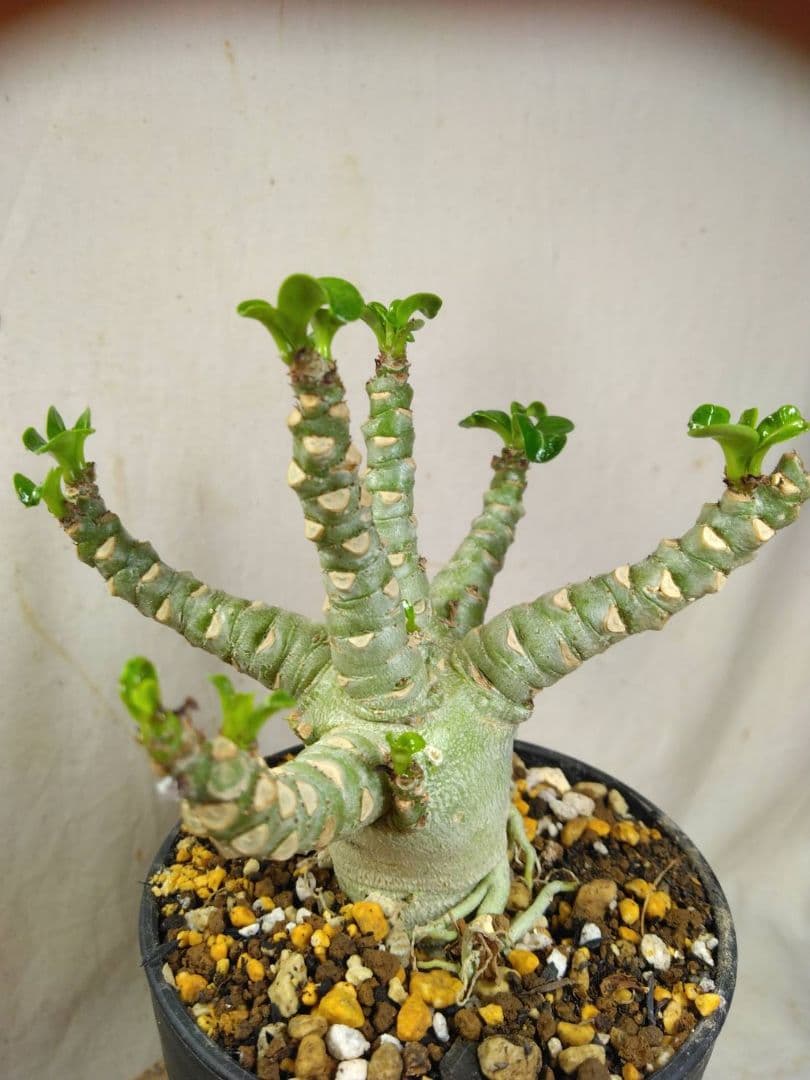 Lien様メデューサRNL76他計4本