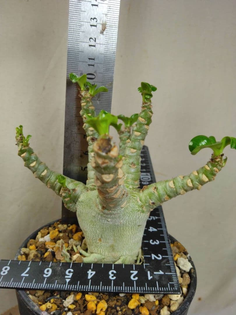 Lien様メデューサRNL76他計4本