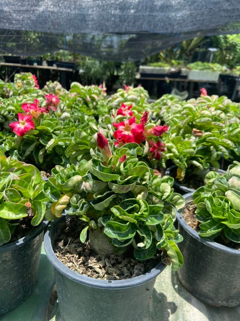 Lien様メデューサRNL76他計4本