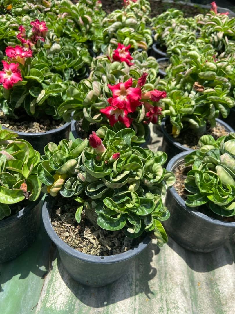 Lien様メデューサRNL76他計4本