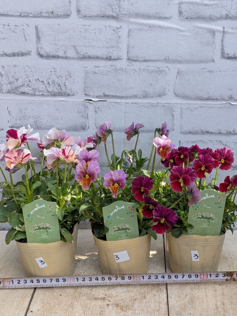 ビオラ　エボルベ　ストライプ（絞り） 3ポットセット♪　No3