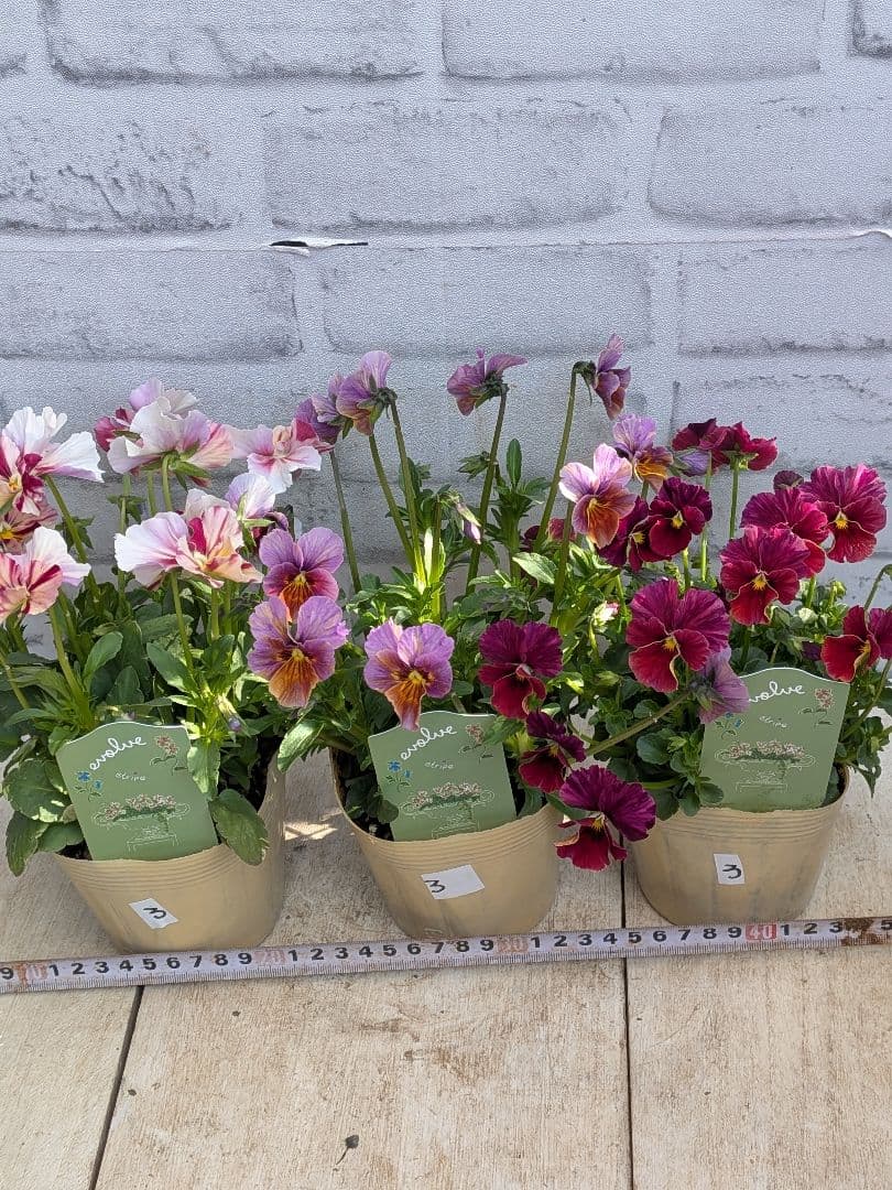 ビオラ　エボルベ　ストライプ（絞り） 3ポットセット♪　No3