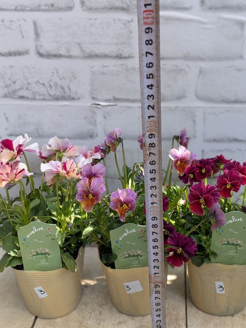 ビオラ　エボルベ　ストライプ（絞り） 3ポットセット♪　No3