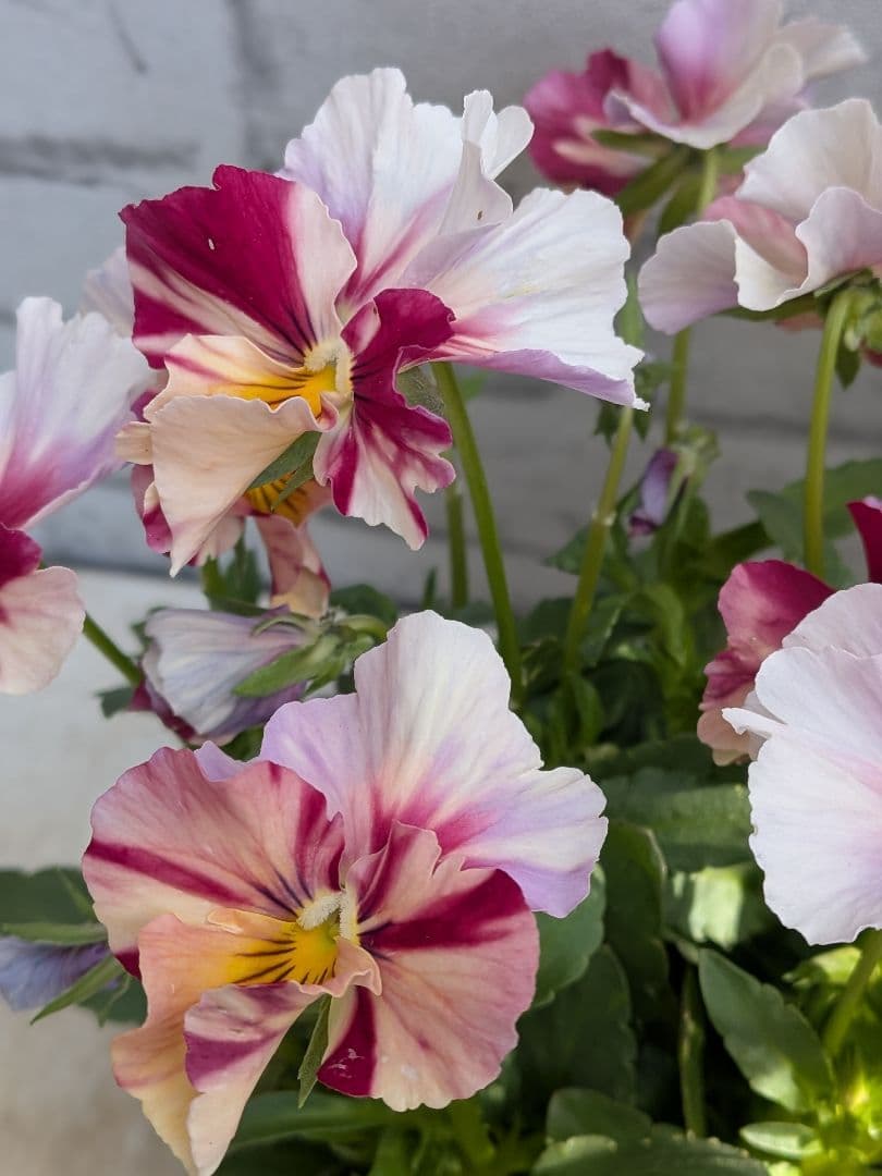 ビオラ　エボルベ　ストライプ（絞り） 3ポットセット♪　No3