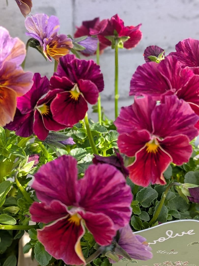 ビオラ　エボルベ　ストライプ（絞り） 3ポットセット♪　No3