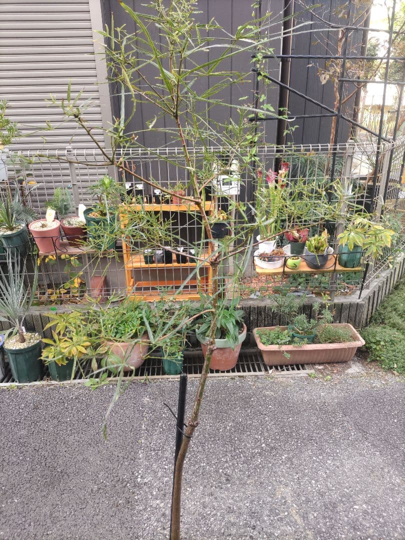 ブラキキトン ボトルツリー 2m とぐろ大蛇 引取り限定 川崎市幸区 ねじれ根上