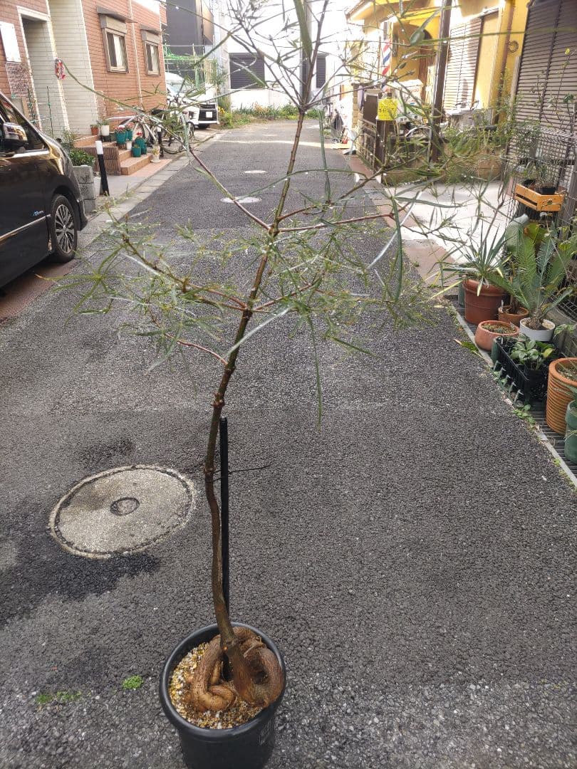 ブラキキトン ボトルツリー 2m とぐろ大蛇 引取り限定 川崎市幸区 ねじれ根上